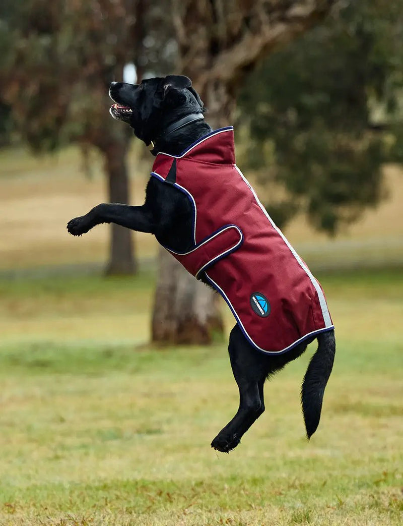 WeatherBeeta ComFiTec Premier Deluxe Waterproof Dog Coat by WeatherBeeta