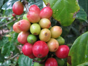 Honduras - Strong by The Eco Coffee Store