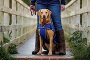 WeatherBeeta Clearance WeatherBeeta ComFiTec Premier Free Parka Deluxe Dog Coat Medium WeatherBeeta ComFiTec Premier Free Parka Deluxe Dog Coat Medium