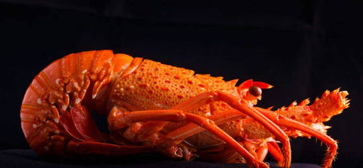 Close-up of a vibrant orange lobster against a dark background, showcasing its claws and shell details.