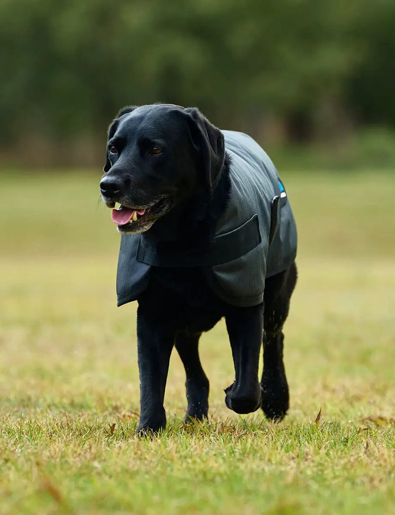 WeatherBeeta ComFiTec Classic Waterproof Dog Coat by WeatherBeeta