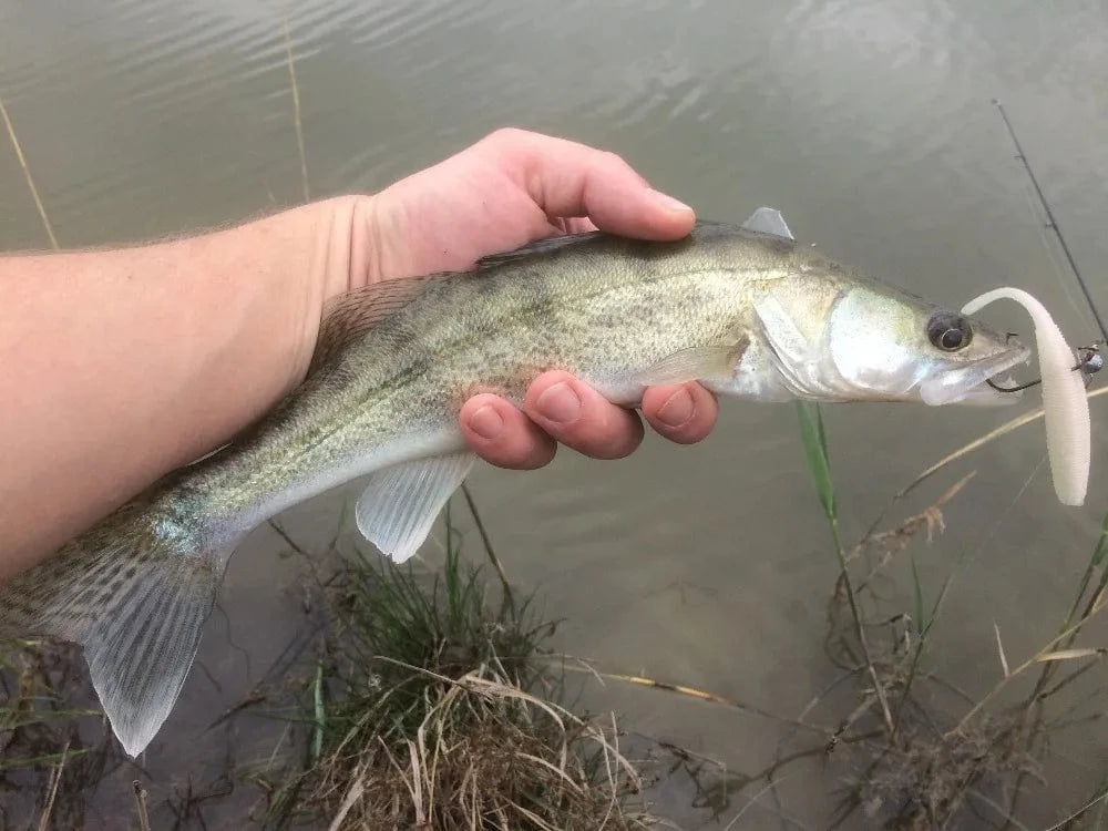 China China KESFISHING Artificial Silicone Soft Baits Drive Shad 4" Bass Pike Shrimp Scented Salts Pesca Fishing Lures Tackle