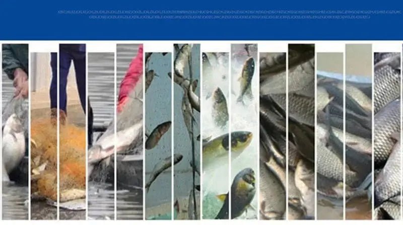 China China Lawaia landing net fish Cast Net Fishing Network USA Fishing Trap Hand-throw Fly Fish Network with iron Sinkers netting fish net