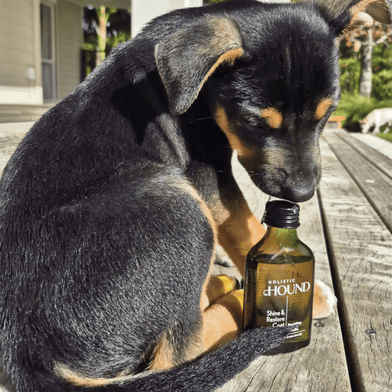 Animal Addiction Limited Dog Health Care Holistic Hound - Shine & Restore Coat Serum 50mls Holistic Hound - Shine & Restore Coat Serum 50mls