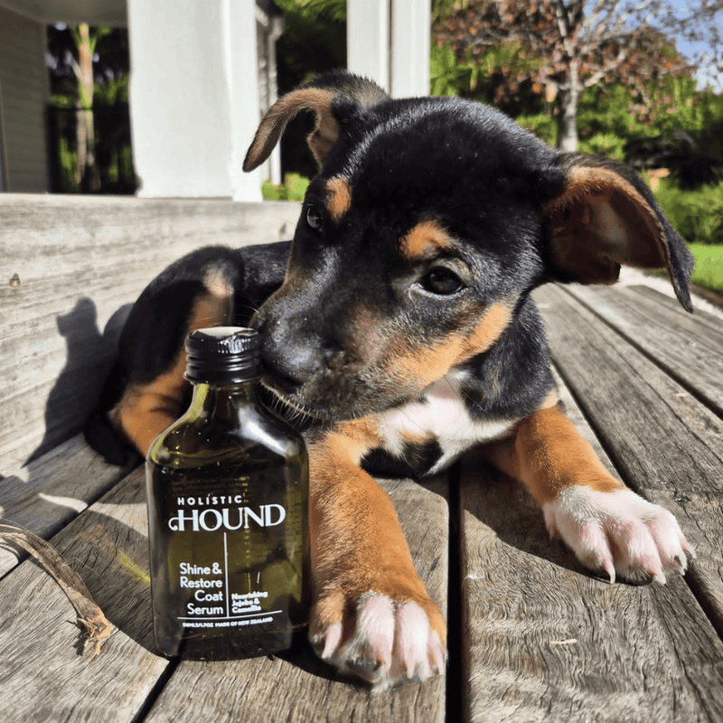 Animal Addiction Limited Dog Health Care Holistic Hound - Shine & Restore Coat Serum 50mls Holistic Hound - Shine & Restore Coat Serum 50mls
