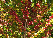 Daterra - Medium by The Eco Coffee Store