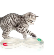 Infinity Ball Track for Cats by dealonline.co.nz