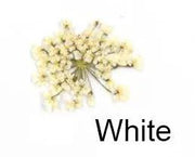 Real Dried Flower - Lace Flower, Snow Bead Flower by Resin Art NZ