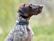WeatherBeeta Explorer Dog Collar by WeatherBeeta