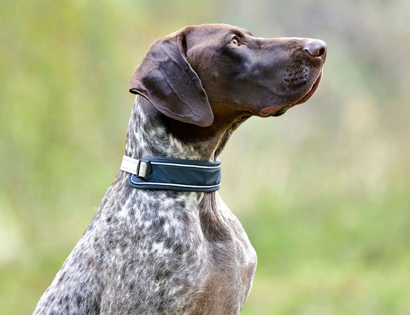 WeatherBeeta Explorer Dog Collar by WeatherBeeta