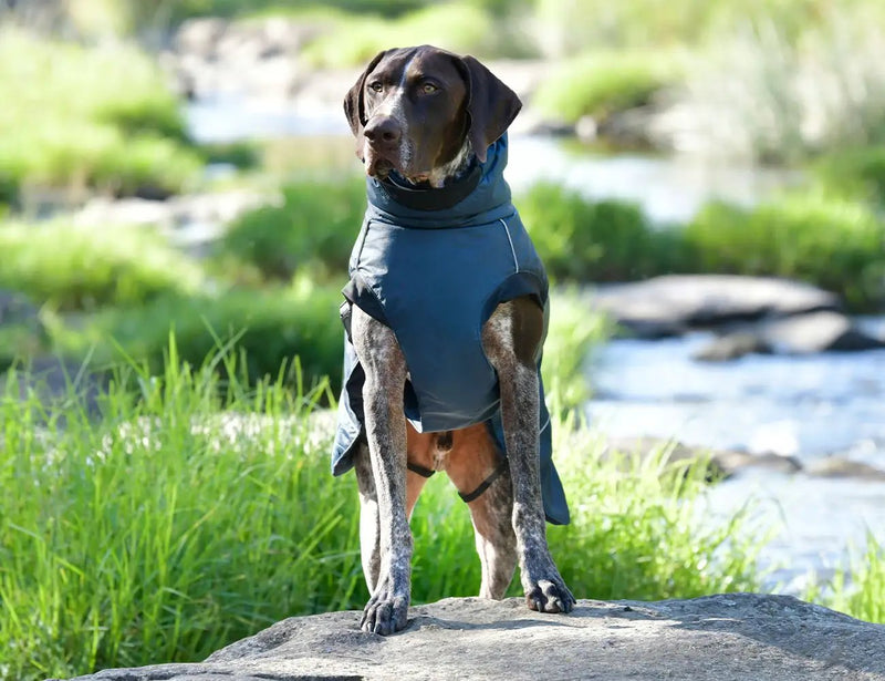 WeatherBeeta Explorer Medium Dog Coat by WeatherBeeta