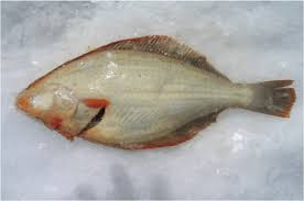 Raw Flounder Fish - download 3