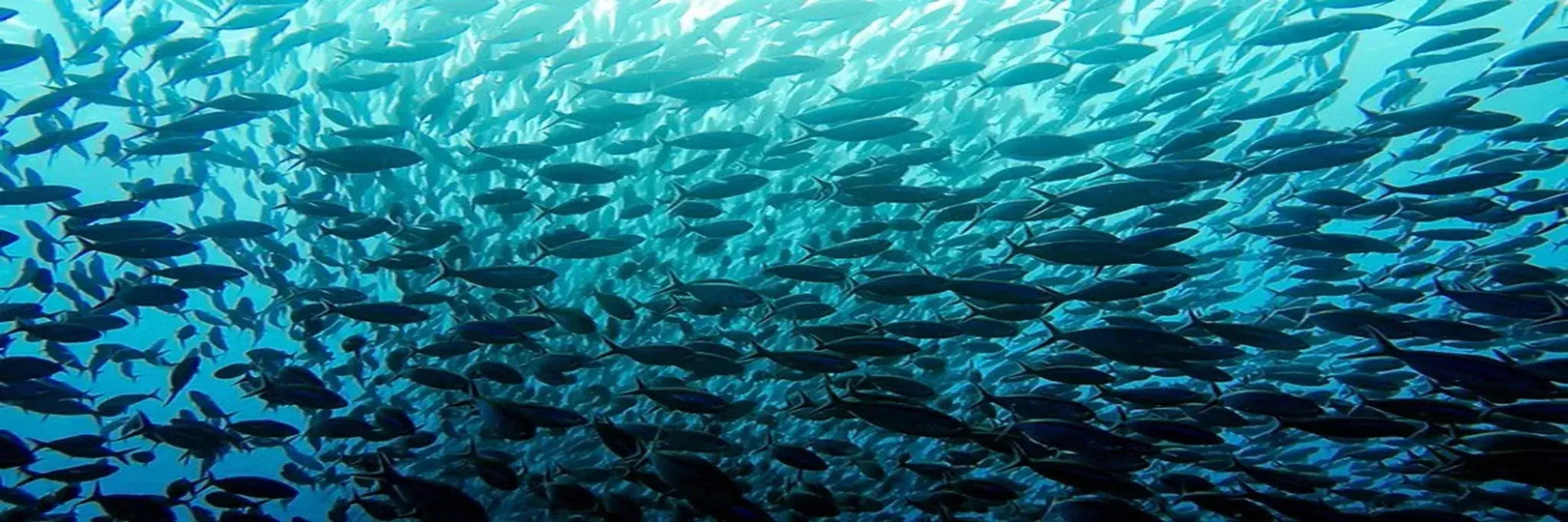 Large school of fish swimming in clear blue water