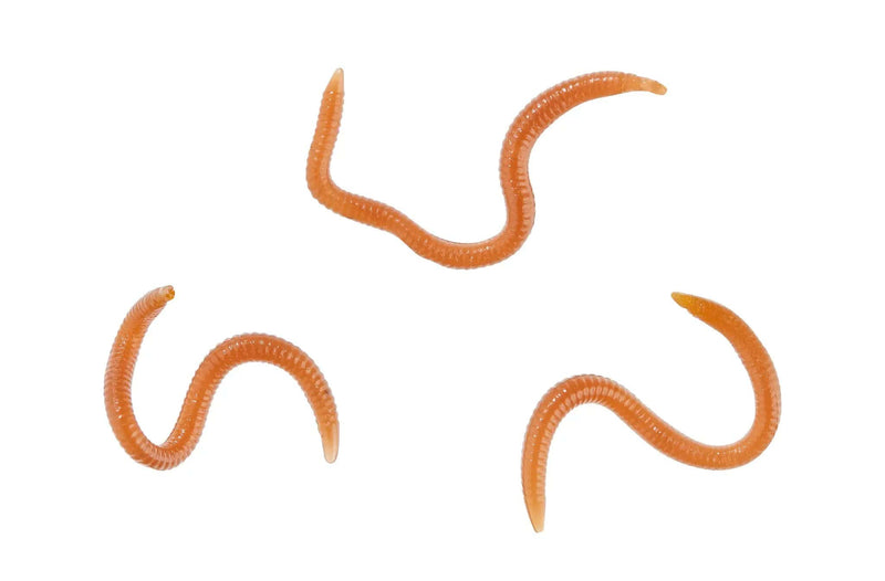 Balzer Fishing Lures Natural Looking Artificial Worms Natural Looking Artificial Worms