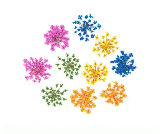 Real Dried Flower - Lace Flower, Snow Bead Flower by Resin Art NZ