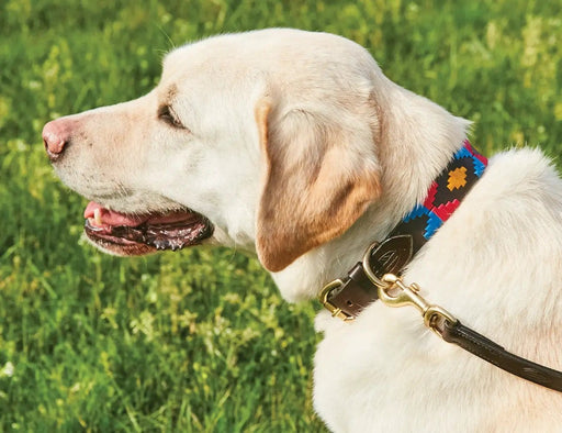 WeatherBeeta Clearance WeatherBeeta Polo Leather Dog Collar WeatherBeeta Polo Leather Dog Collar
