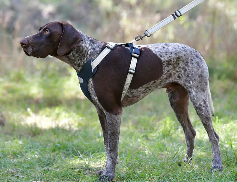 WeatherBeeta Explorer Dog Harness by WeatherBeeta