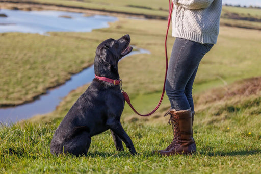 WeatherBeeta Dog collars WeatherBeeta Rolled Leather Dog Collar WeatherBeeta Rolled Leather Dog Collar