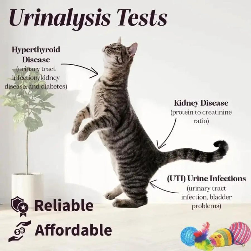Pet Health Urine Test Strips by 9eight5