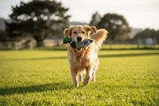Animal Addiction Limited Dog Toys Playtime Quaker Small Mallard Playtime Quaker Small Mallard