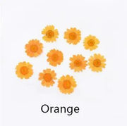 Real Dried Flower - Chrysanthemum by Resin Art NZ