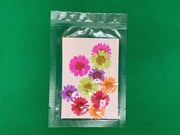 Real Dried Flower - Chrysanthemum by Resin Art NZ