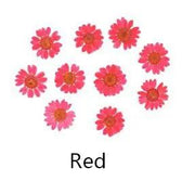 Real Dried Flower - Chrysanthemum by Resin Art NZ