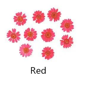 Real Dried Flower - Chrysanthemum by Resin Art NZ