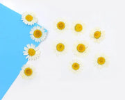 Real Dried Flower - Chrysanthemum by Resin Art NZ