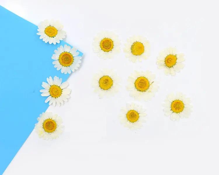 Real Dried Flower - Chrysanthemum by Resin Art NZ