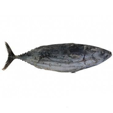 Bonito Whole 1 fish (Avg 1.1kg) - Action Outdoors Kiwi