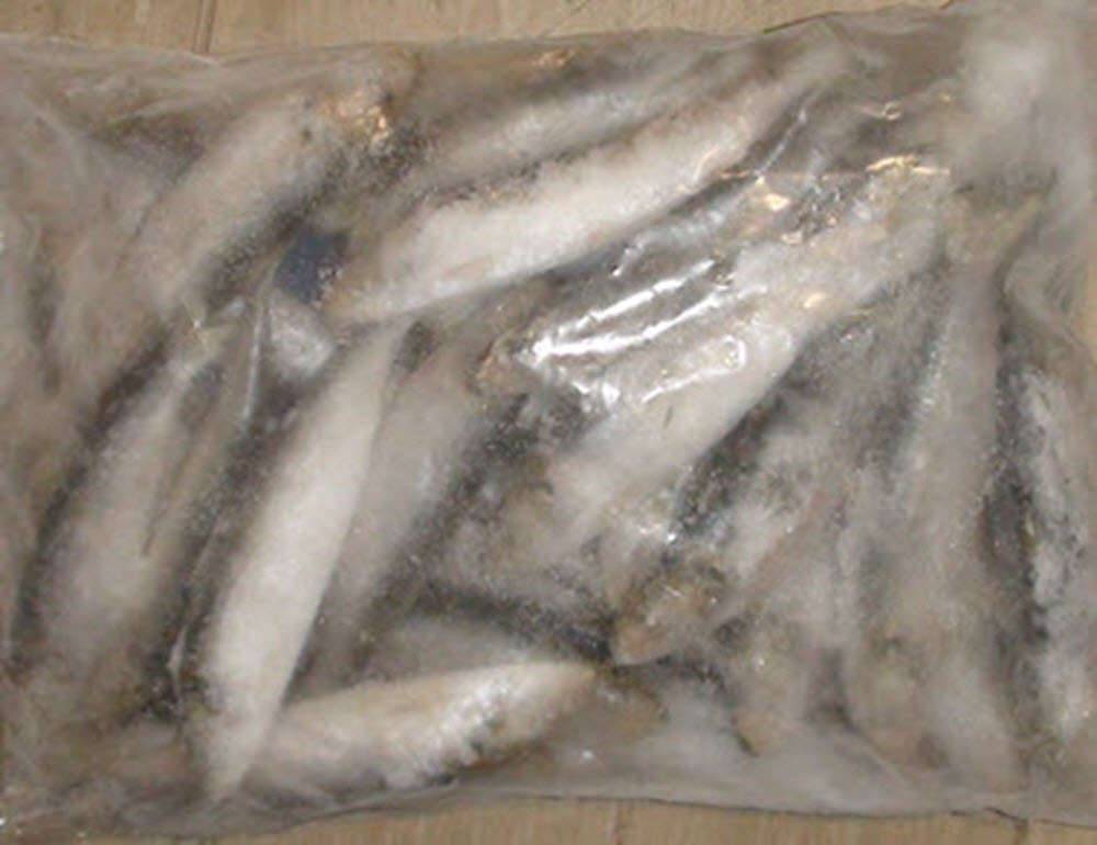 Razor Belly Pilchard - 5kg BOX - Action Outdoors Kiwi