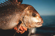 Momoi Snapper - Trev Mesh 36md x 5-00" x 180m Snow White with caught snapper fish.
