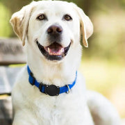 Waterproof Apple Air Tag Holder for Dogs by That Watch Shop